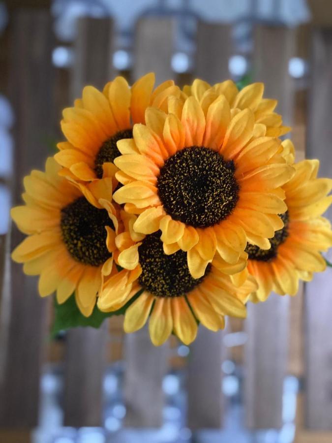 Apartment Sunflower021 Novi Sad Exteriör bild